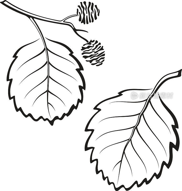 Alder Leaves，象形文字组